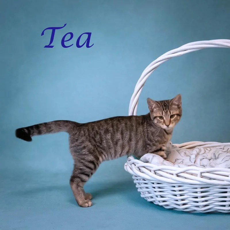 Tea C thumbnail 2
