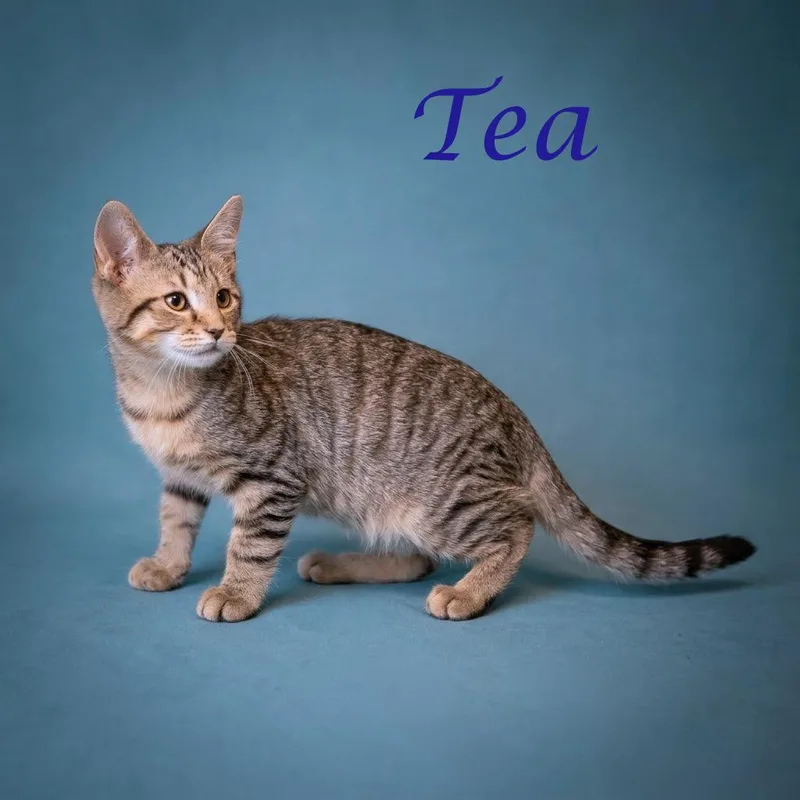 Tea C thumbnail 3