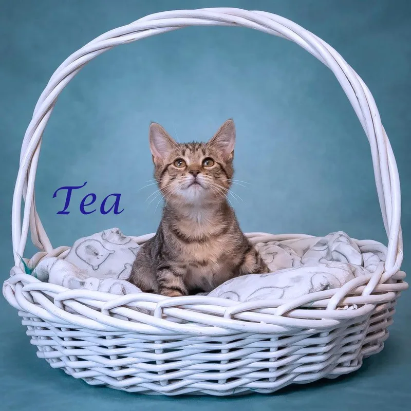 Tea C thumbnail 4