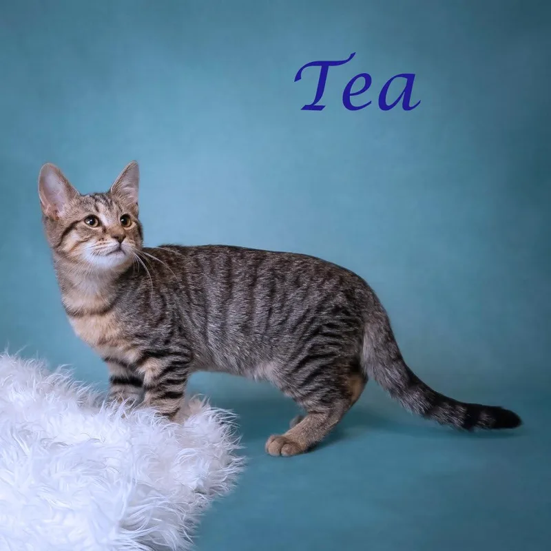 Tea C thumbnail 5