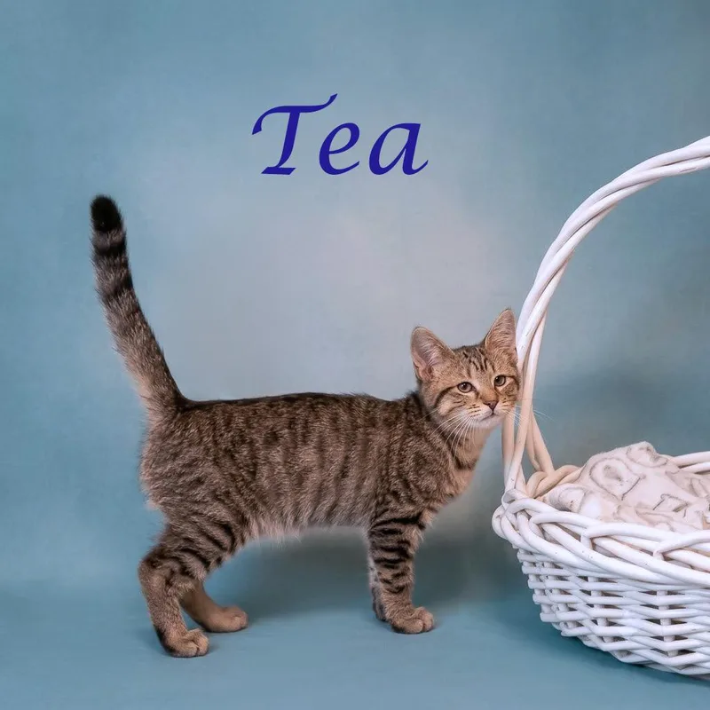 Tea C thumbnail 6