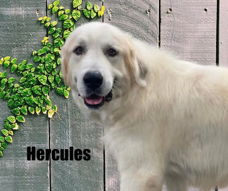 Hercules