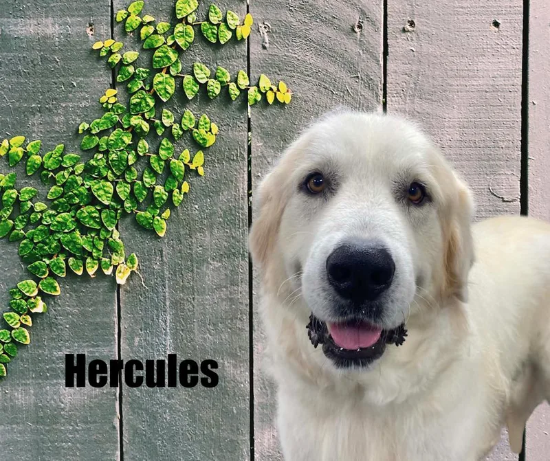 Hercules thumbnail 2