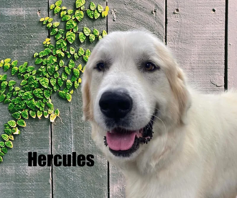 Hercules thumbnail 3