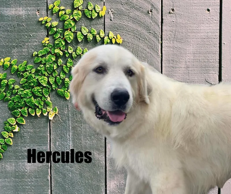 Hercules thumbnail 4