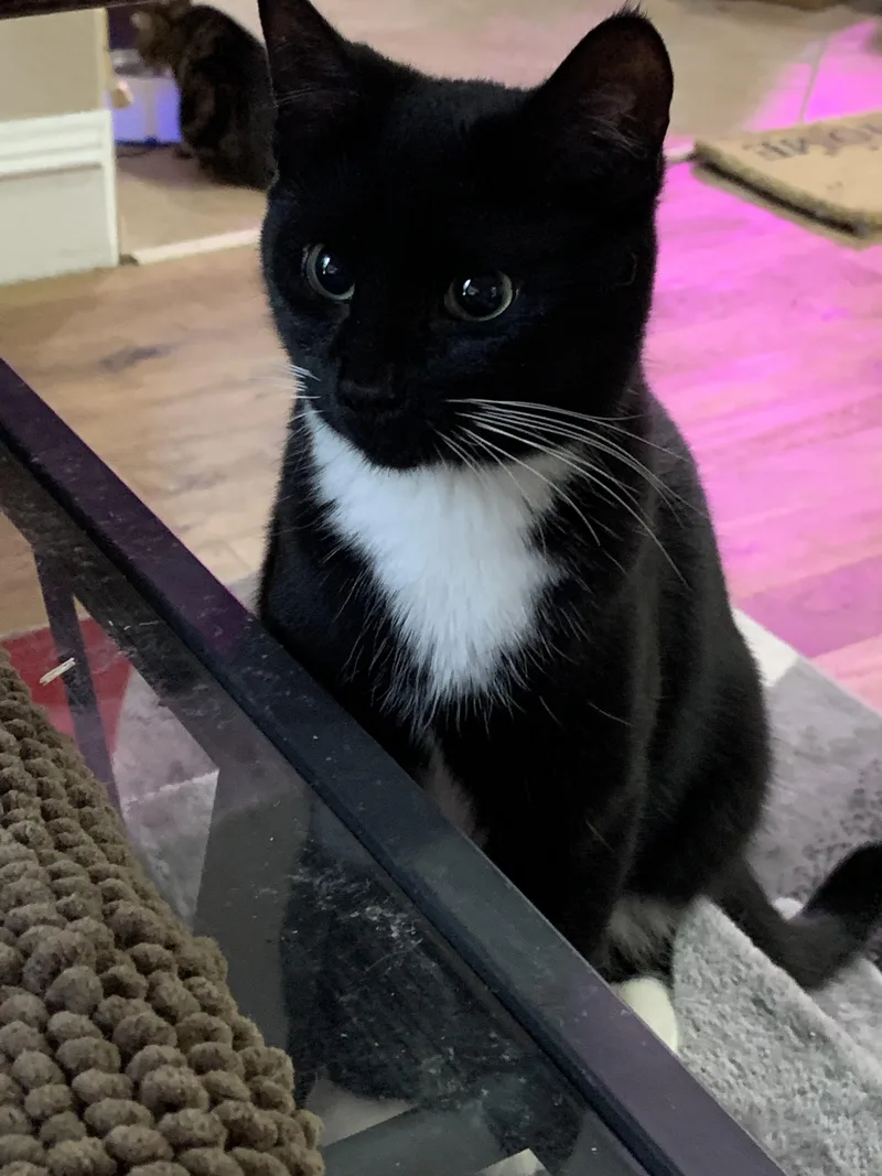 An adult medium-sized female American Shorthair cat named Baby Tucker for adoption in Milbank, SD