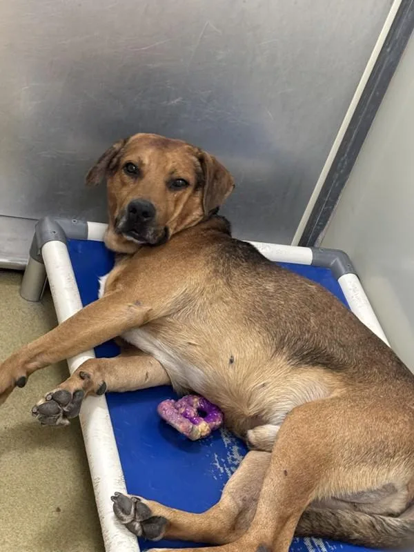 An adult medium-sized male Shepherd dog named Benjamin George Biscuit Iii for adoption in El Cajon, CA