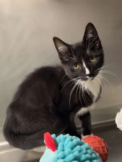 An adult medium-sized male Domestic Short Hair cat named Peppy for adoption in Elmira, NY