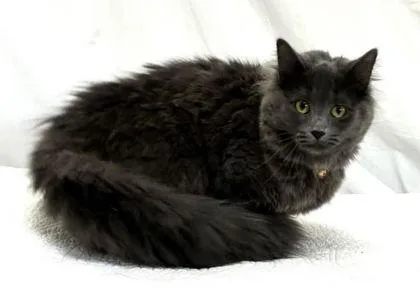 A baby small-sized female Gray / Blue / Silver Domestic Long Hair cat named Ruca for adoption in Newport, KY