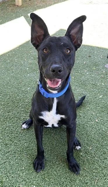 A young medium-sized female Labrador Retriever dog named Elma for adoption in Agoura, CA