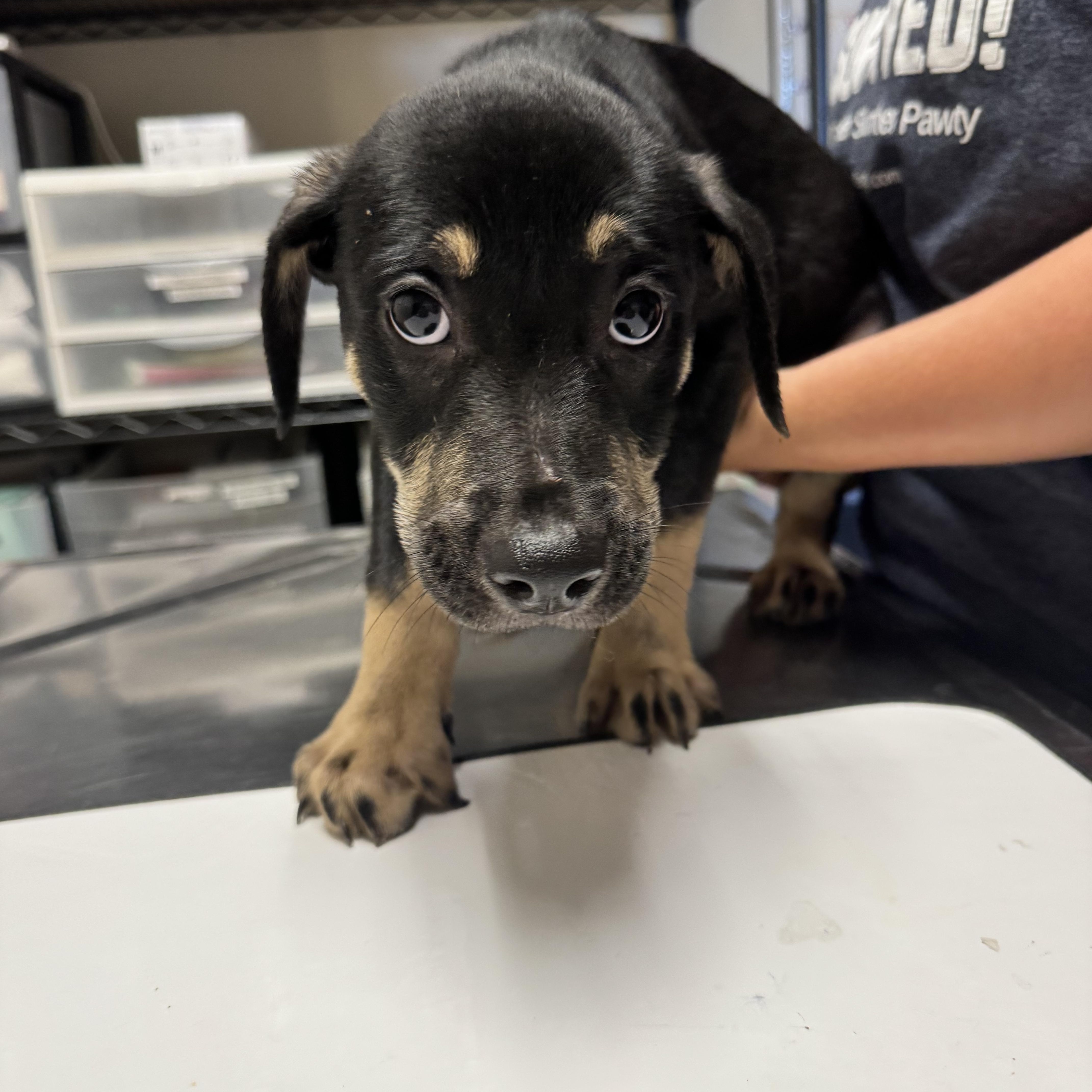 A baby medium-sized male Bicolor Labrador Retriever dog named Widget for adoption in Dodgeville, WI