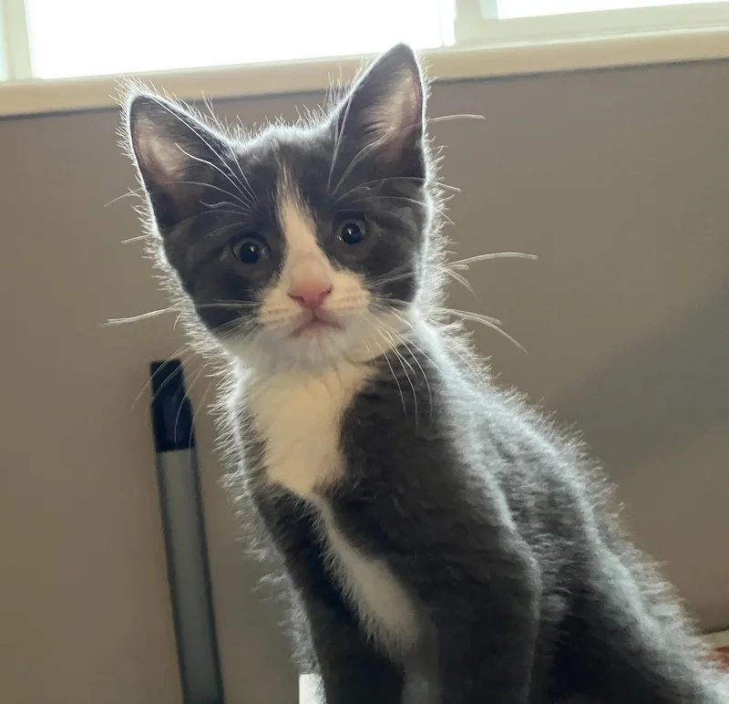 A baby medium-sized male Gray / Blue / Silver Domestic Short Hair cat named Inigo for adoption in Hillsboro, OR