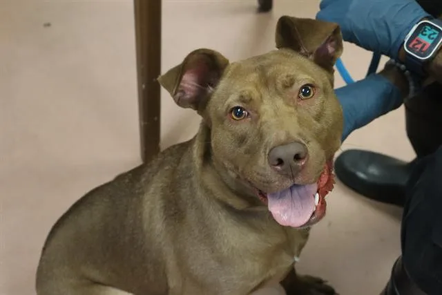 A young medium-sized female Mixed Breed dog named Punkin for adoption in Columbia, SC