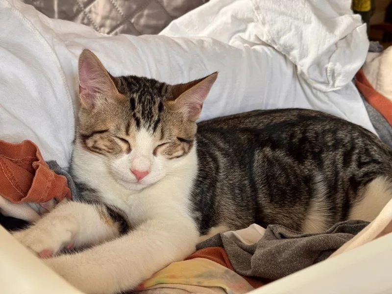 A baby small-sized male Domestic Short Hair cat named Holden for adoption in Minneapolis, MN