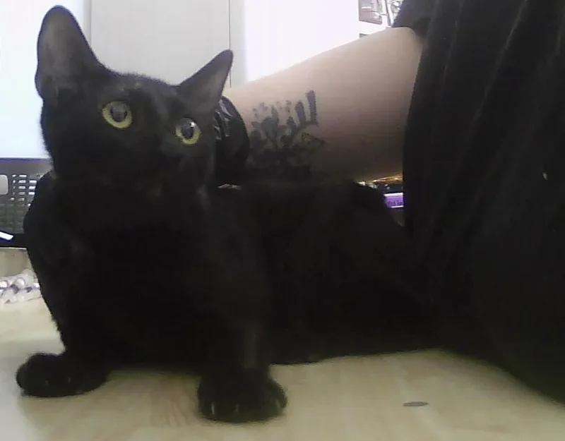 A baby medium-sized female Black Domestic Short Hair cat named Princess for adoption in Anoka, MN