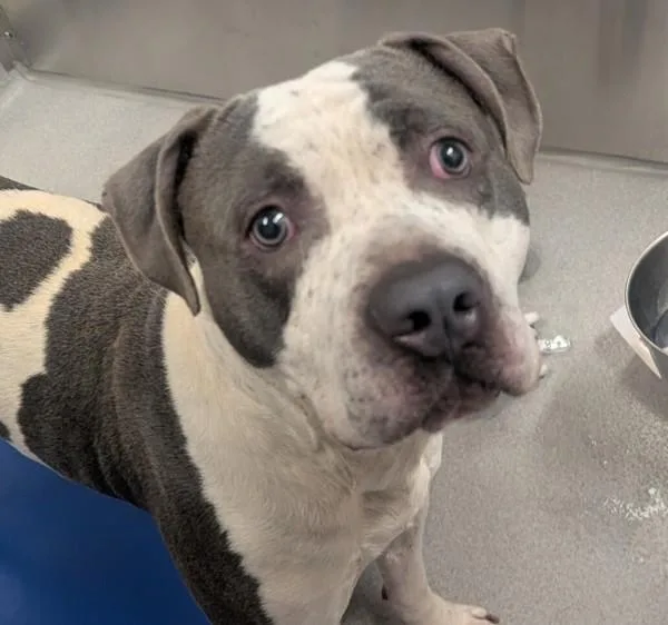 An adult large-sized male Pit Bull Terrier dog named Loki for adoption in El Cajon, CA