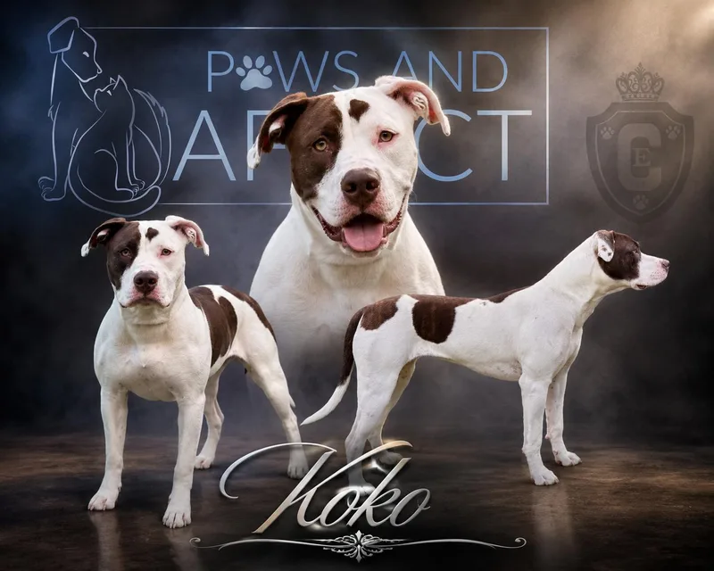 A young large-sized female Pit Bull Terrier dog named Koko for adoption in Crystal Lake, IL