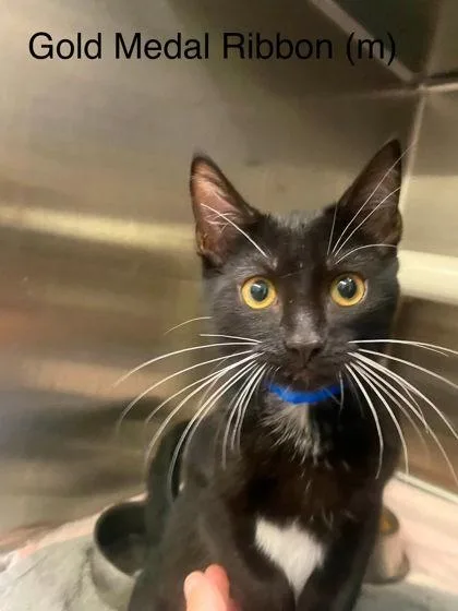 A baby medium-sized male Domestic Short Hair cat named Gold Medal Ribbon for adoption in Hobart, IN
