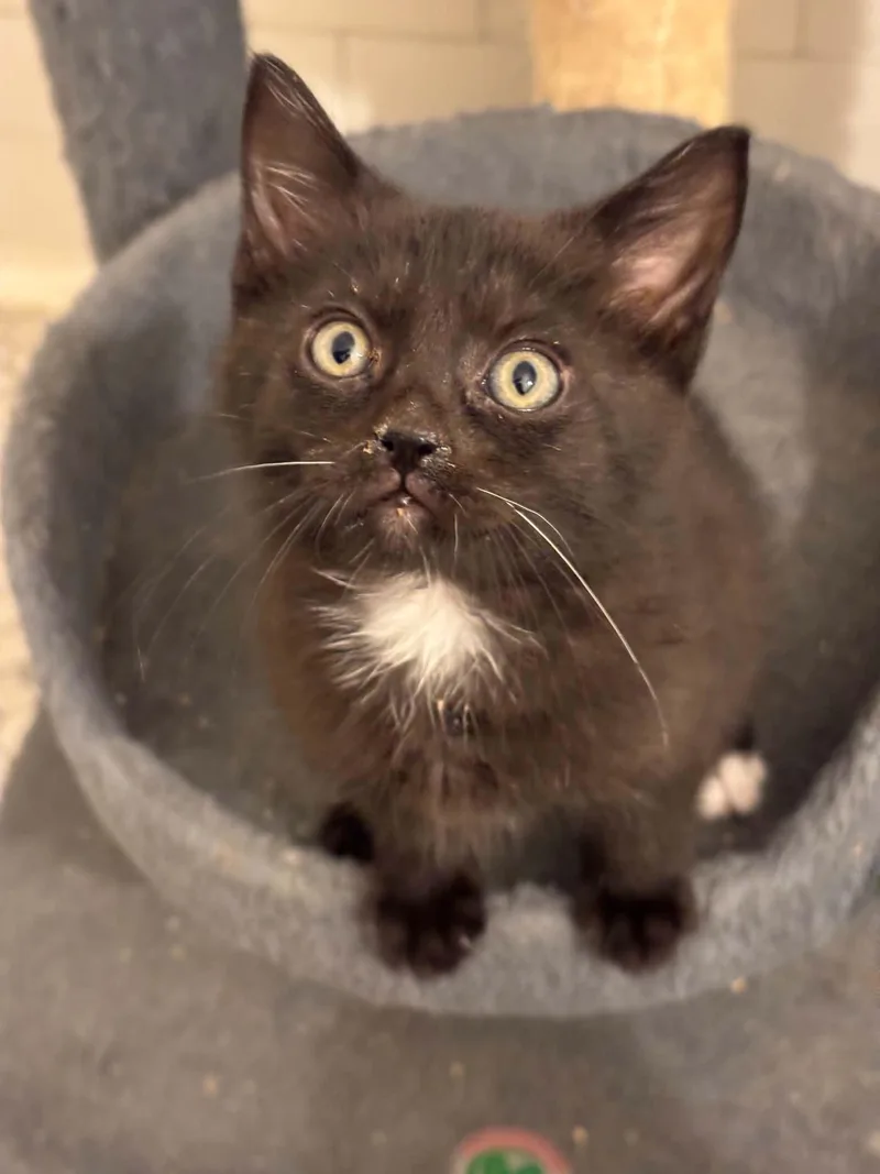 A baby medium-sized male Black Domestic Short Hair cat named Forest for adoption in Pittsburgh, PA