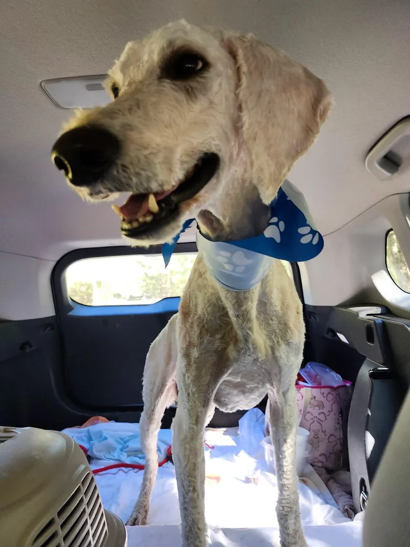 A young medium-sized male White / Cream Standard Poodle dog named Jack Rabbit for adoption in Pawleys Island, SC