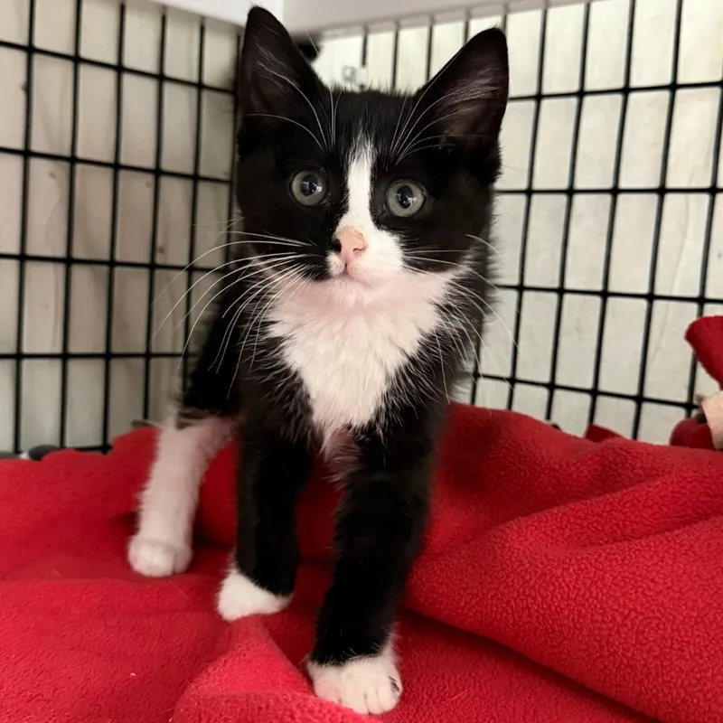 A baby small-sized male Domestic Short Hair cat named Benjamin for adoption in Ewing, NJ