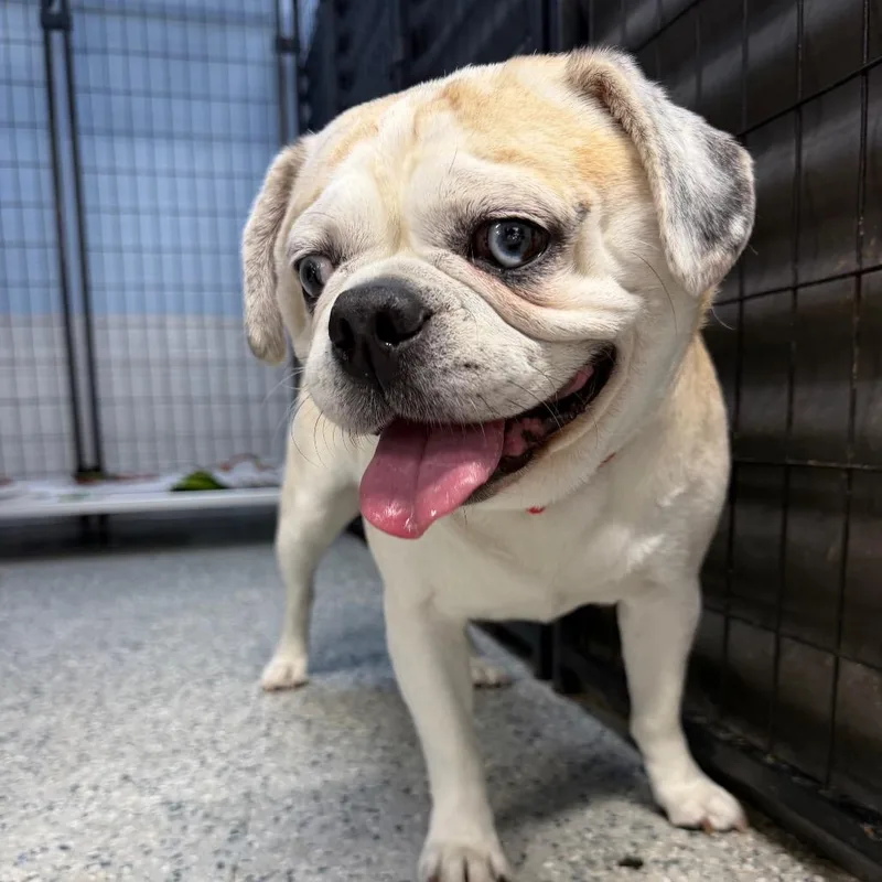 An adult medium-sized male White / Cream Pug dog named Sheldon for adoption in Lauderhill, FL
