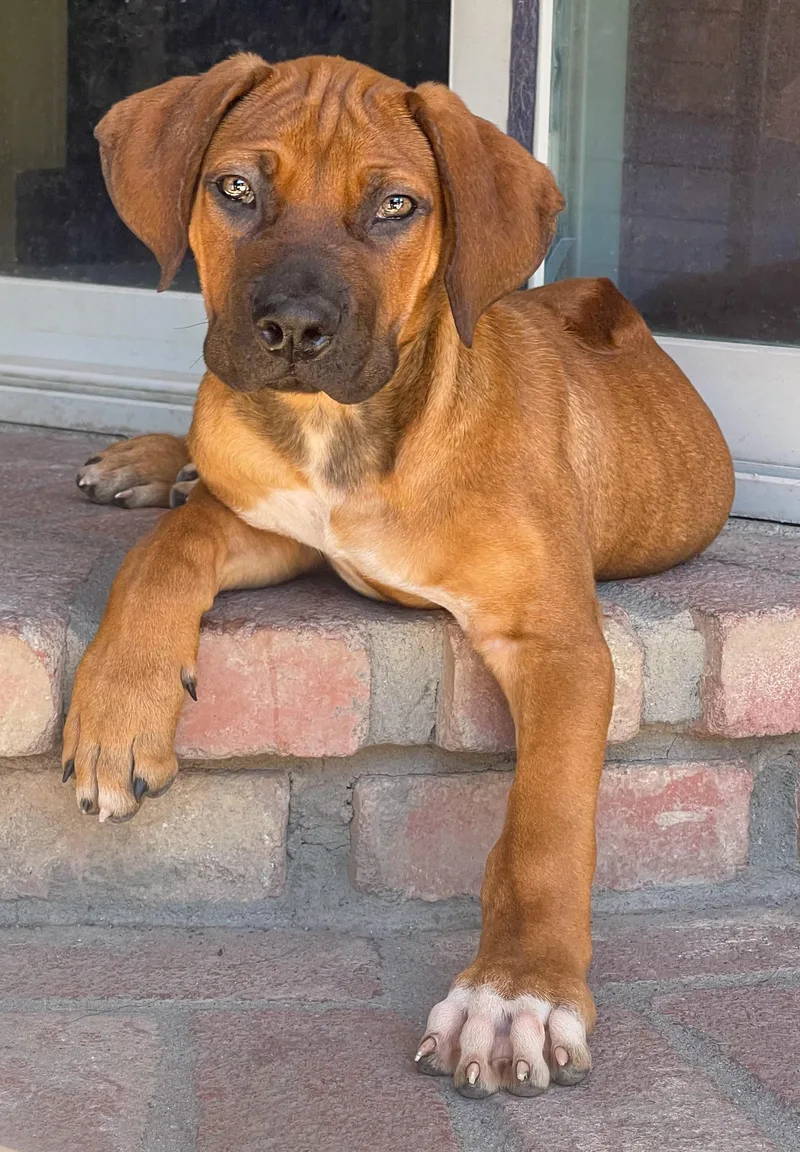 Jethro