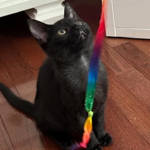 A baby small-sized female Black Domestic Short Hair cat named Eve for adoption in Fairfax Station, VA