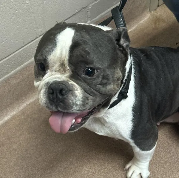 An adult medium-sized female American Bully dog named Lola for adoption in San Diego, CA