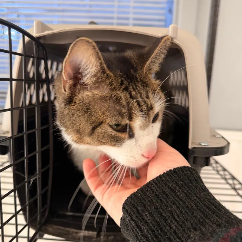 An adult large-sized male Domestic Short Hair cat named Ego for adoption in Indianapolis, IN