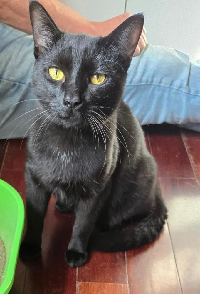 Leopardo thumbnail 2