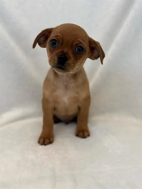 A baby small-sized male Pug dog named Gandalf for adoption in Forney, TX