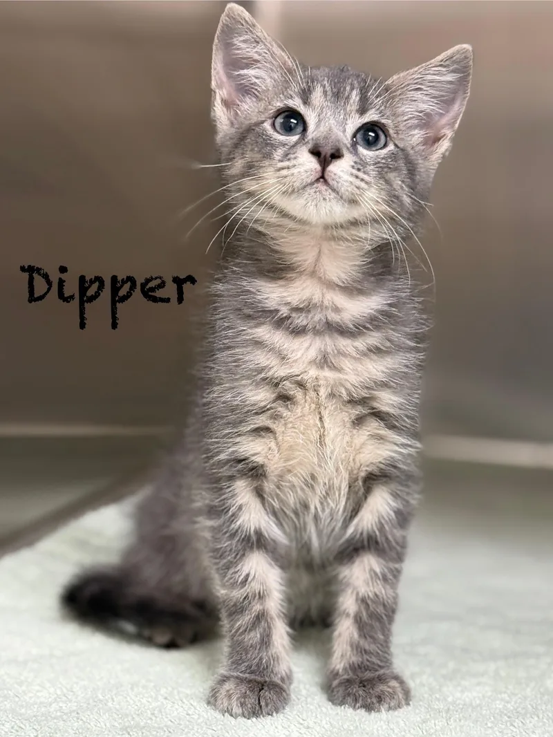 Dipper