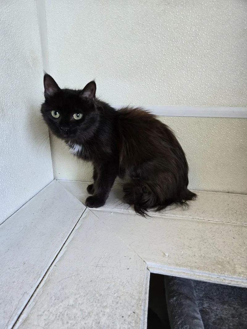 An adult medium-sized female Black & White / Tuxedo Domestic Long Hair cat named Cassie for adoption in Maquoketa, IA