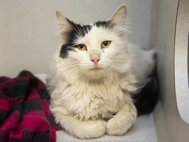 An adult medium-sized female Domestic Medium Hair cat named Ivy for adoption in Phoenix, AZ