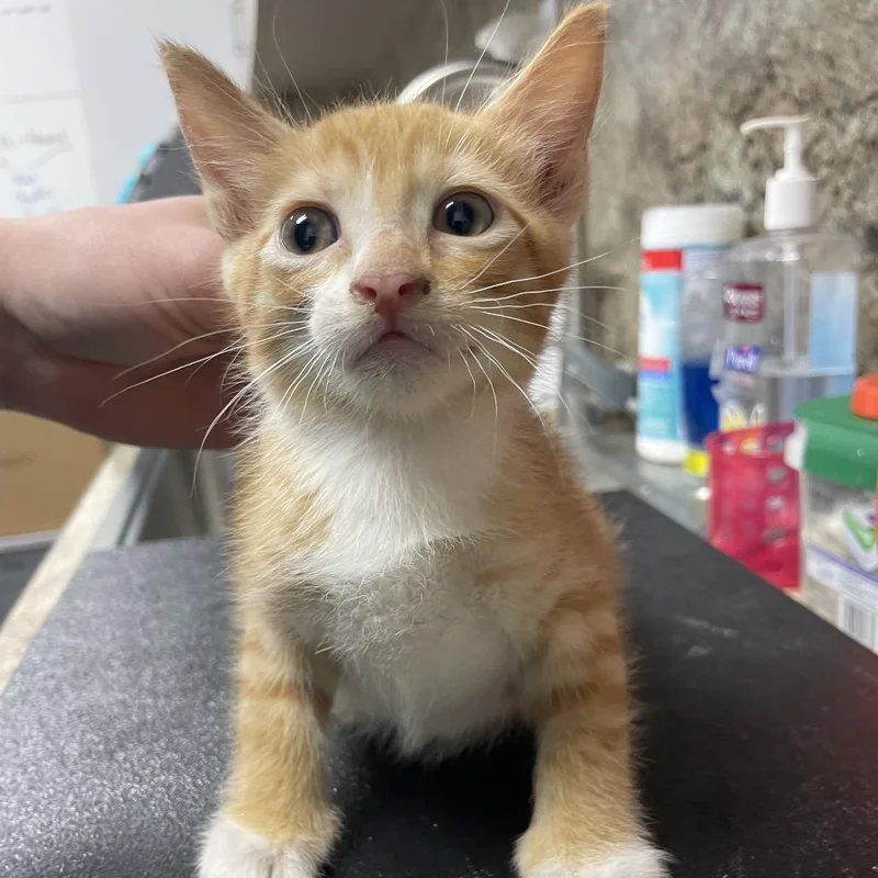 A baby small-sized male Orange / Red Domestic Short Hair cat named Basstray__ for adoption in Webster, TX