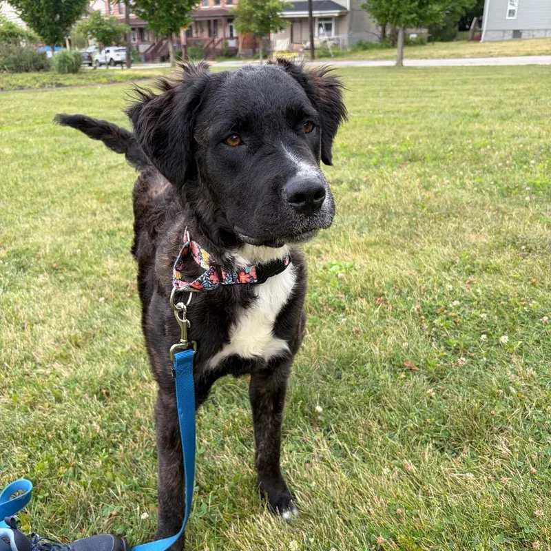 A young medium-sized female Black Mixed Breed dog named Darla for adoption in Pittsburgh, PA