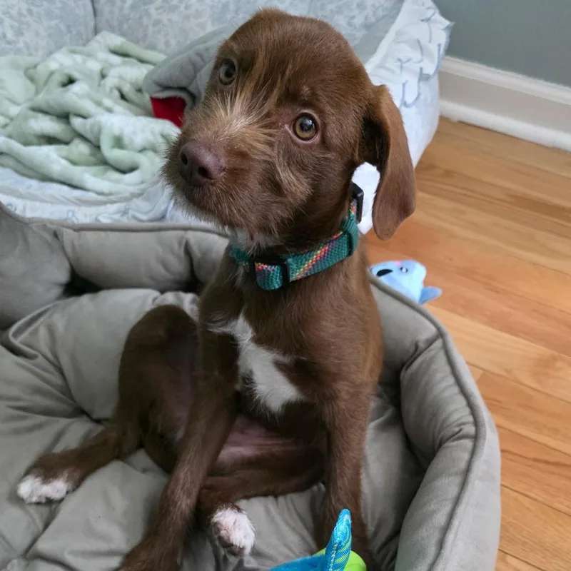 A baby medium-sized male Chocolate Labrador Retriever dog named Sawyer for adoption in Mount Prospect, IL