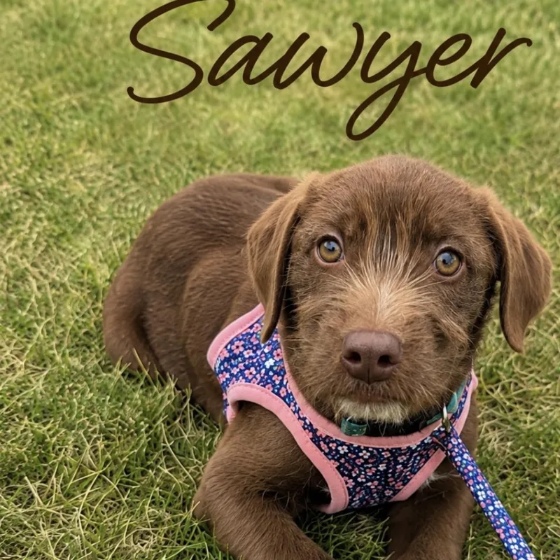 Sawyer thumbnail 4