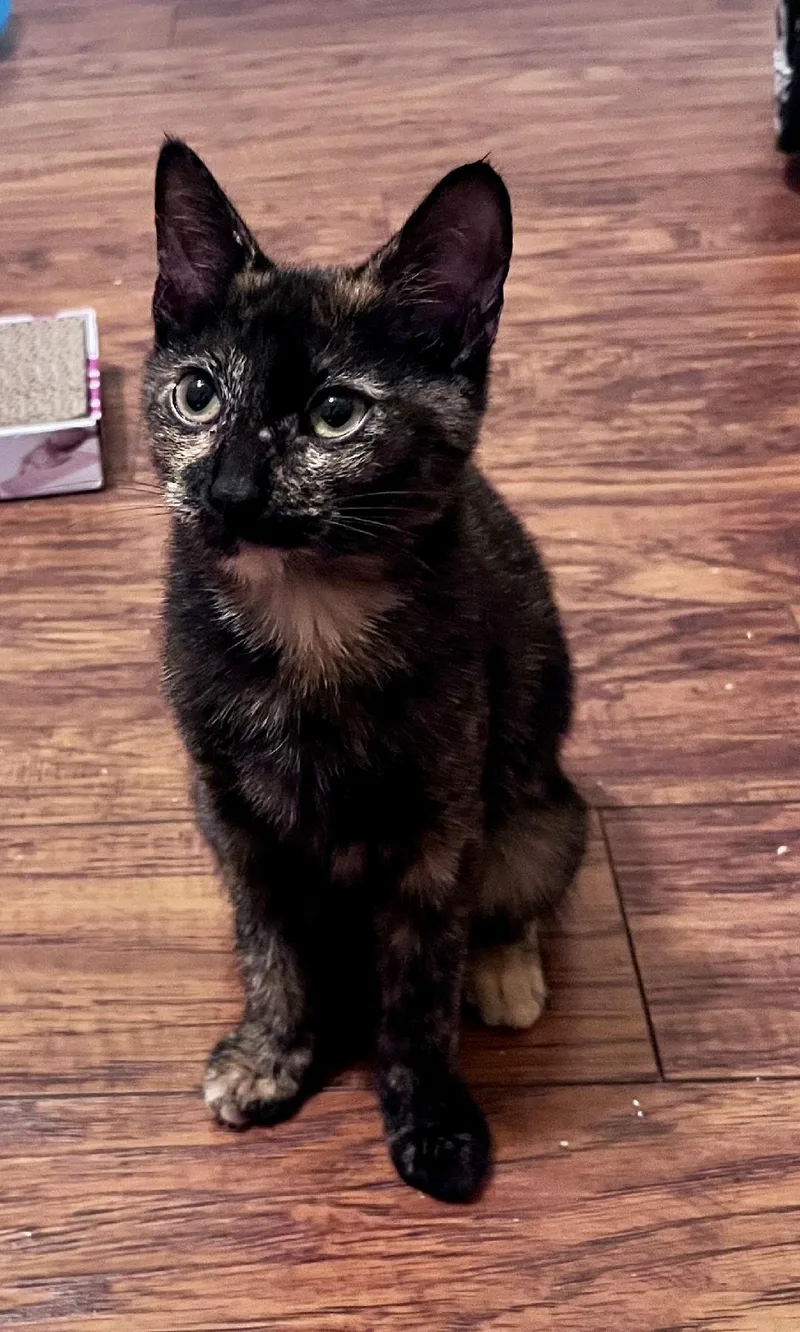 An adult medium-sized female Domestic Short Hair cat named Athena for adoption in Plano, TX