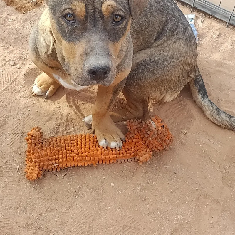 A young small-sized male Chiweenie dog named Wrinkles for adoption in El Paso, TX