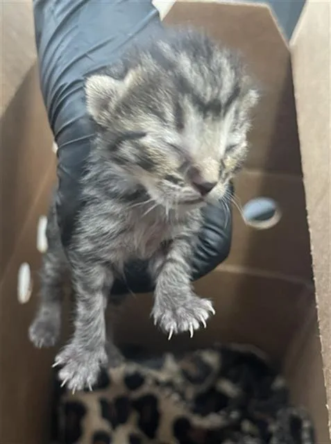 A baby medium-sized female Domestic Short Hair cat named Mochi for adoption in Dallas, TX