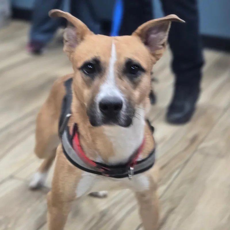 A baby small-sized female Brown / Chocolate Mixed Breed dog named Pearly for adoption in Newark, NJ