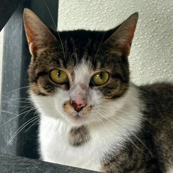 A young medium-sized female Tabby (Buff / Tan / Fawn) Tabby cat named Sarabi for adoption in New Philadelphia, OH