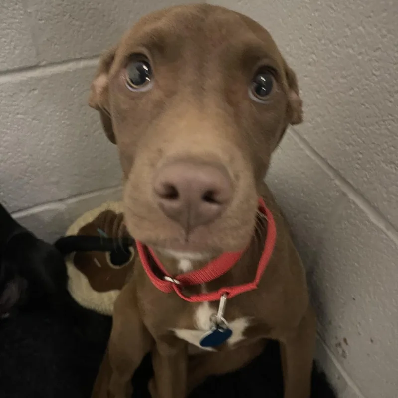 A baby medium-sized male Brown / Chocolate Labrador Retriever dog named Cinnamon Chip for adoption in Shawnee, KS