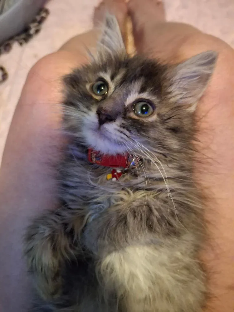 A baby small-sized male Gray / Blue / Silver Domestic Medium Hair cat named Ozzy for adoption in Dayton, OH