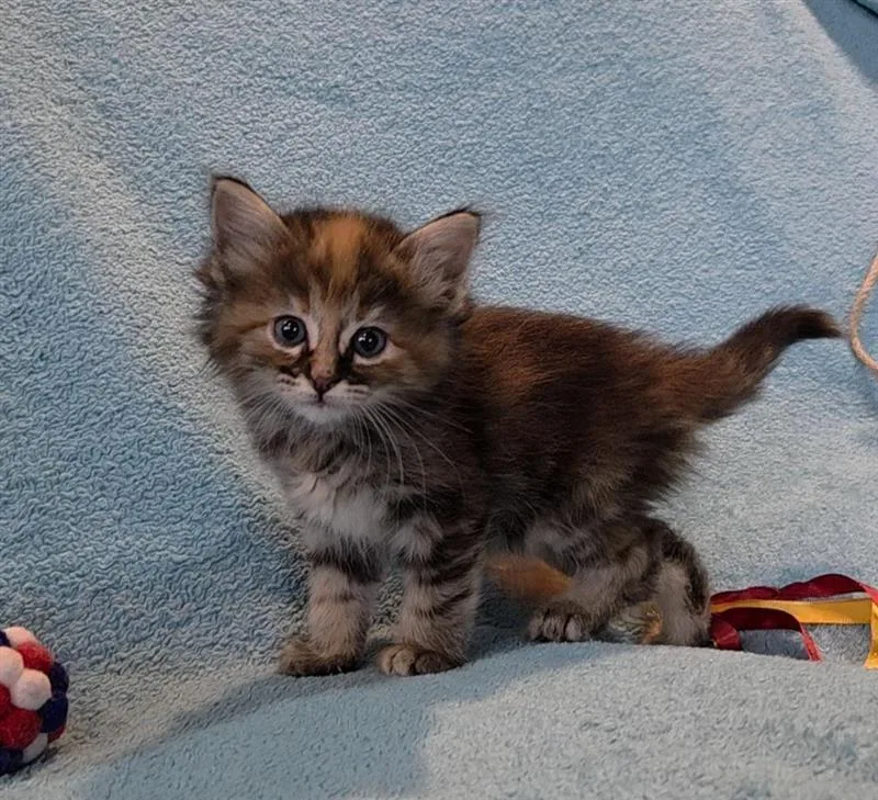 Paloma
