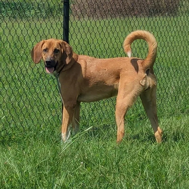An adult large-sized female Brown / Chocolate Hound dog named Lu for adoption in Winchester, TN