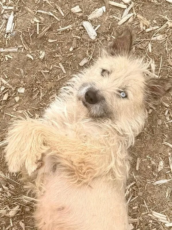 An adult small-sized female Terrier dog named Lola for adoption in Windsor, CO
