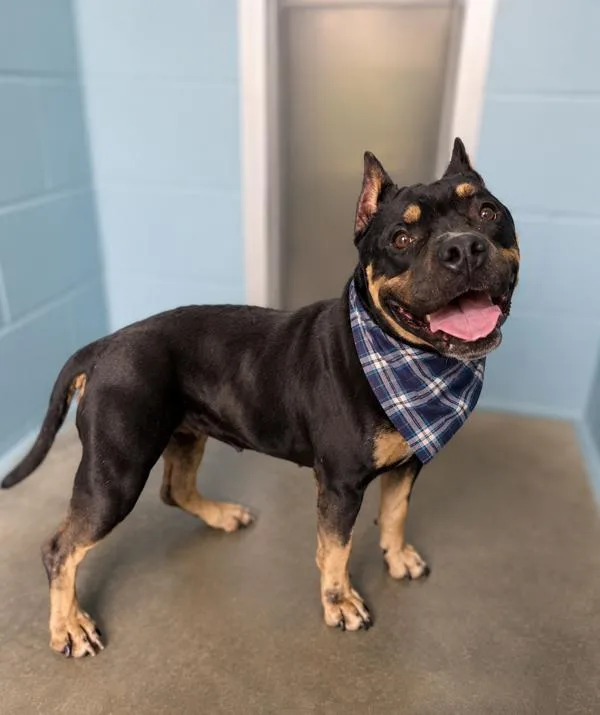 An adult medium-sized female Pit Bull Terrier dog named Reba for adoption in Lafayette, LA